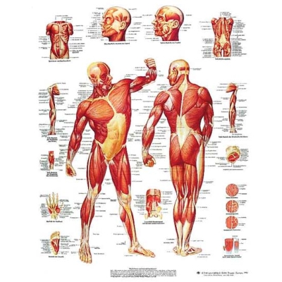 Anatomische modellen