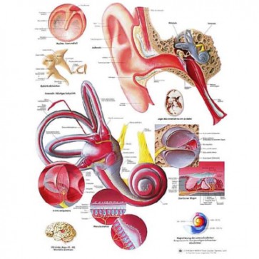 Anatomische poster (kies hieronder het gewenste type)