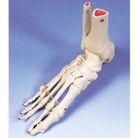 Voet skelet flexibel